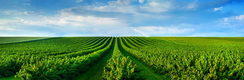 Agriculture and Forest Investments